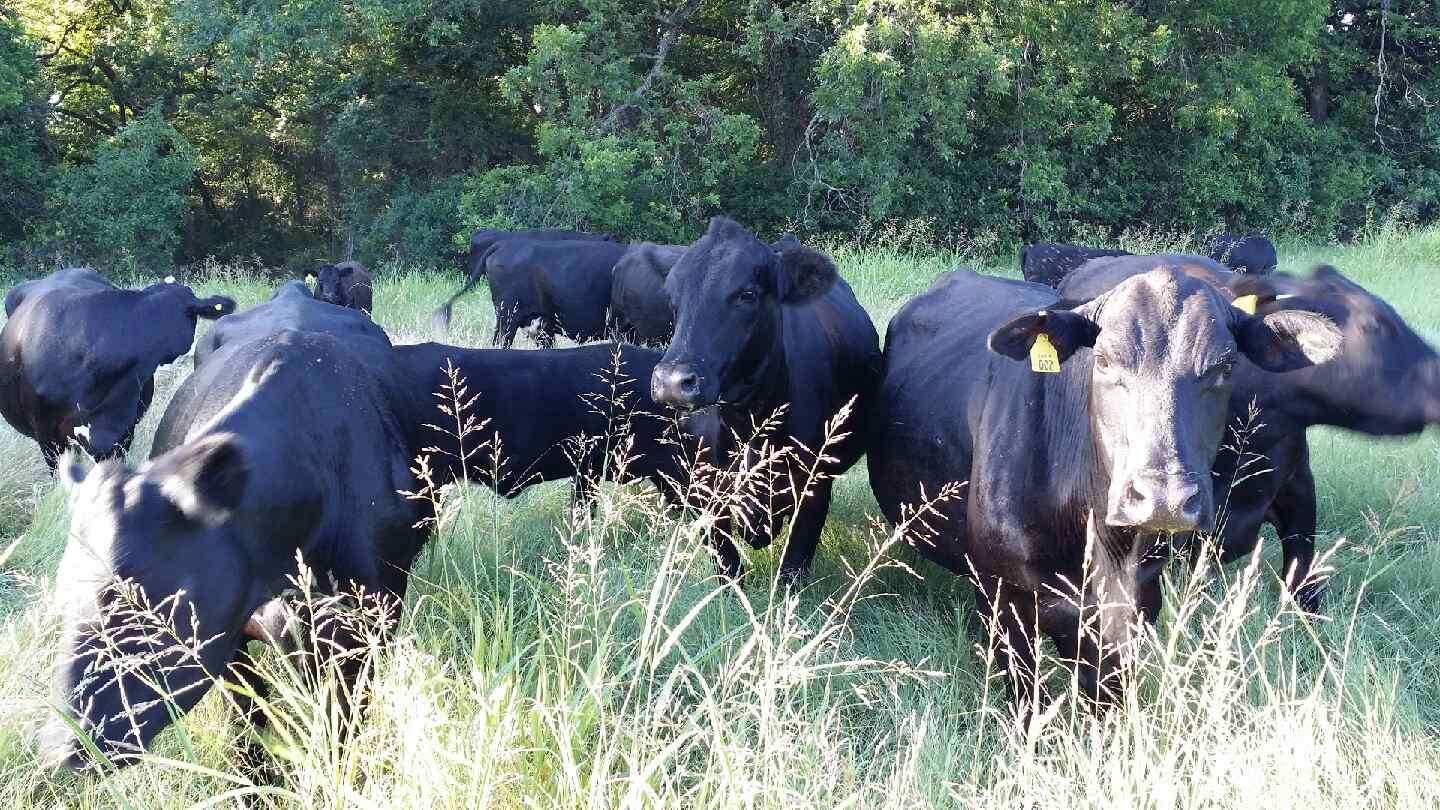 9 Bred Black Angus/Angus X Cows Texas
